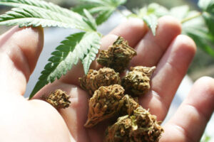 Weed Reviews