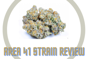 Area 41 Strain Review