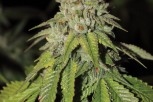 Weed Review